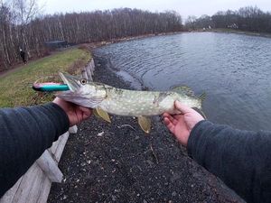 Northern Pike