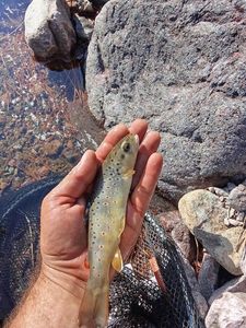 Brown Trout