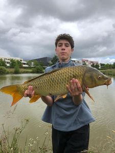 Common Carp