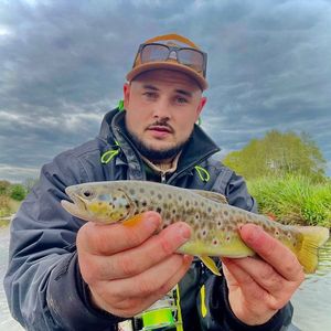Brown Trout