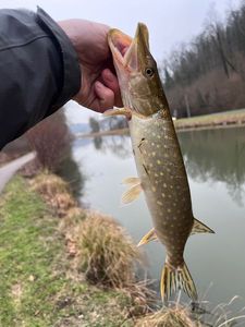 Northern Pike