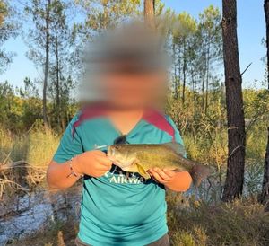 Largemouth Bass