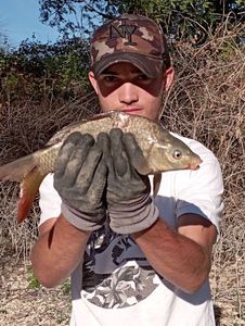 Common Carp