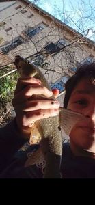 Barbel