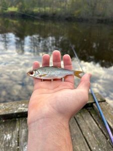 Roach
