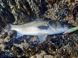 European Bass (Seabass)