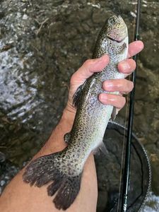 Rainbow Trout