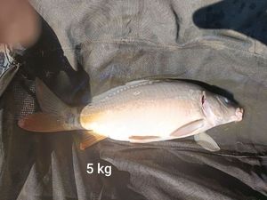 Mirror Carp