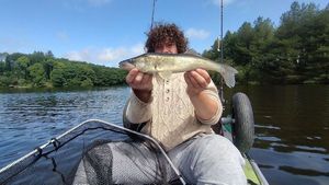 Zander