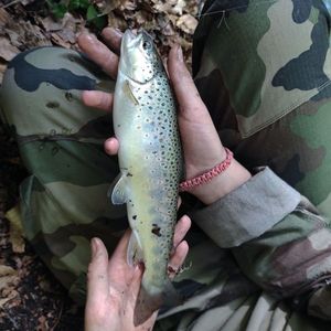 Brown Trout