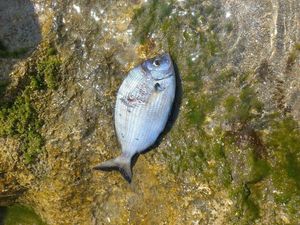 Common Two-banded Seabream