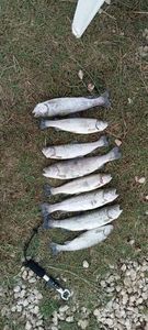 Rainbow Trout