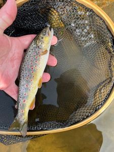 Brown Trout