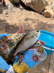 Salema