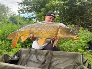 Common Carp