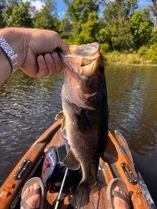 Largemouth Bass