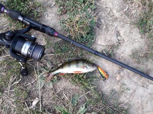 European Perch