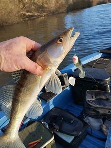Zander