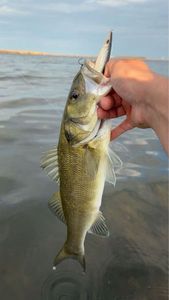 European Bass (Seabass)