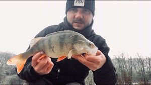 European Perch