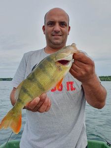 Green Sunfish