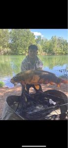 Common Carp