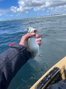 European Bass (Seabass)