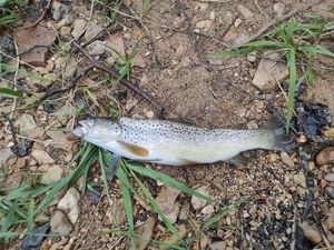 Brown Trout