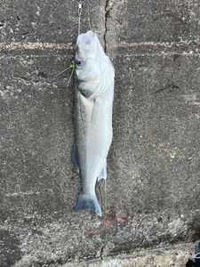 European Bass (Seabass)