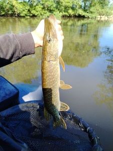 Northern Pike