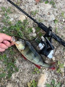 European Perch