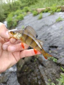 European Perch