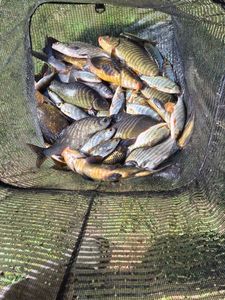 Common Bream