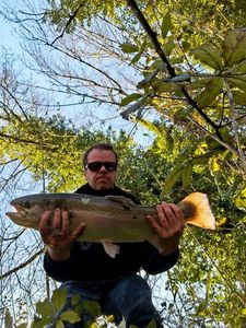Rainbow Trout