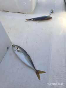 Atlantic Horse Mackerel
