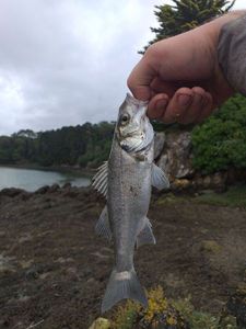 European Bass (Seabass)