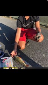 European Perch