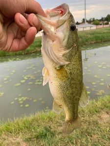 Largemouth Bass