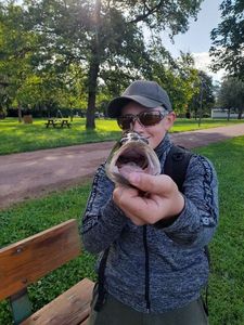 Largemouth Bass