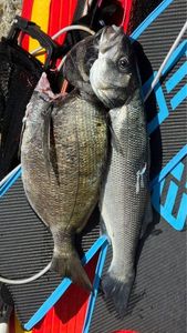 White Seabream