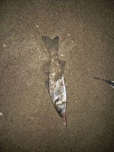 European Bass (Seabass)