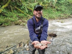 Brown Trout