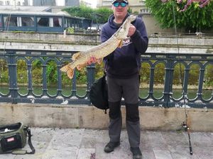 Northern Pike