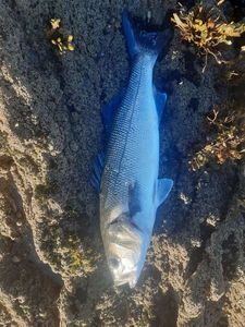 European Bass (Seabass)