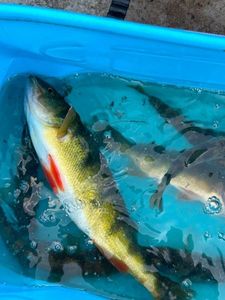 Yellow Perch