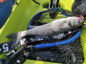 European Bass (Seabass)