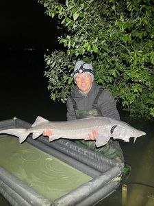 Sturgeon