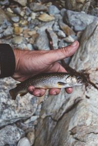 Brown Trout