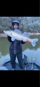 Zander