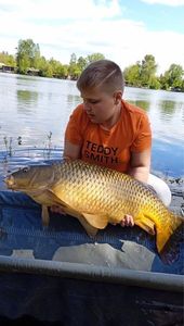 Common Carp
